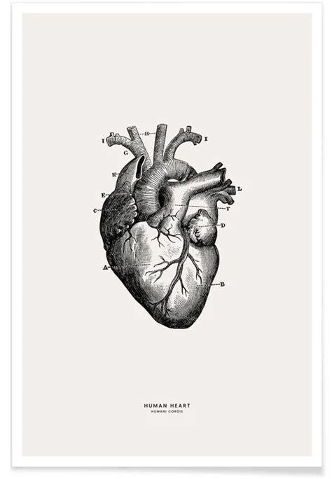 Human Heart Poster | JUNIQE | Heart poster, Human heart, Heart organ