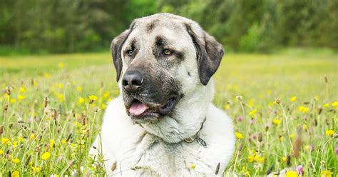 Sweet Treats For Your Anatolian Shepherd Fruit Desserts That Are