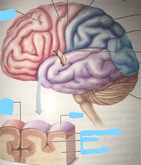 Sheep Brain Lobes Diagram Quizlet