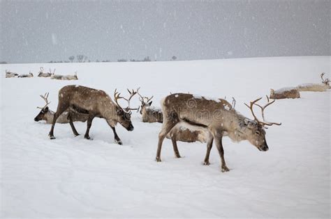 Reindeer in Northern Norway Walk Slowly through a Snowy Landscape Stock ...