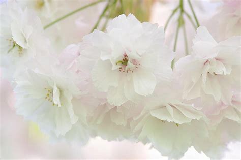 Tree Of The Month Japanese Cherry Blossom Trees Ransoms Garden Centre