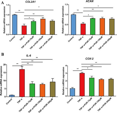 Puerarin Modulates Proliferation Inflammation And Ecm Metabolism In