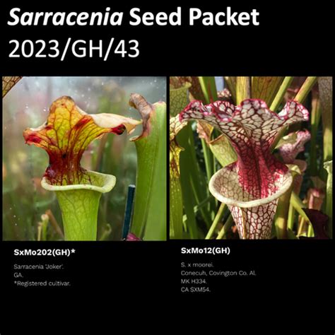 2023 GH 43 Sarracenia Seeds Mysite