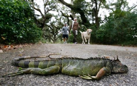 South Florida Frozen iguanas falling from trees - FreddyO.com