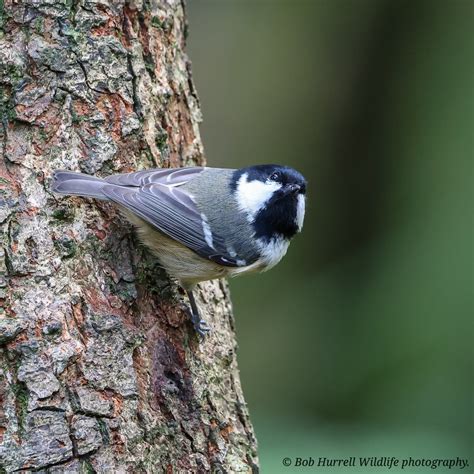 Coal Tit Bob Hurrell Wildlife Flickr