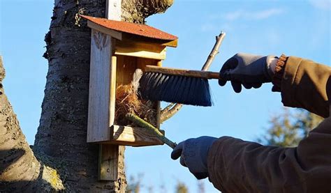 How to Clean a Bird House - Bird Nature