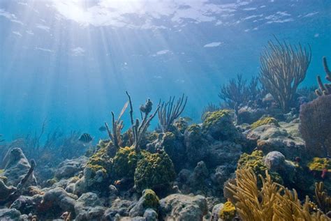 Underwater Scene At Biscayne National Park Miami Florida Florida