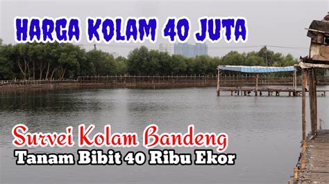 MABAR PERDANA BANDENG 40 JUTA DI KAMAL MUARA YouTube