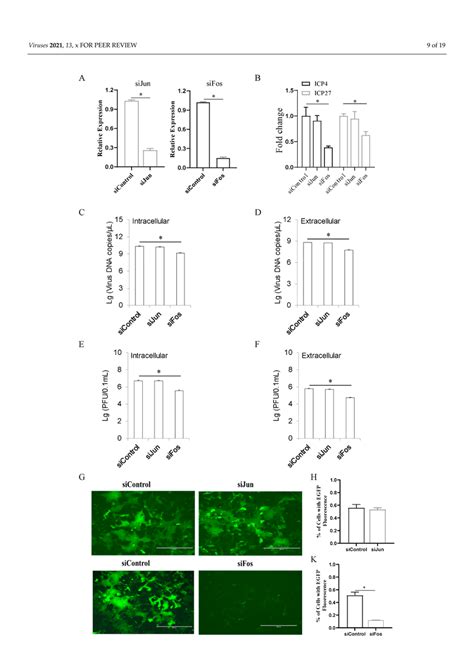 Fos Is The Key Host Determinant Of Iltv Replication In Lmh Cells Lmh