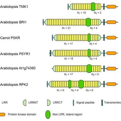 Schematic Representation Of Lrr Rlps Having Lrr Domains Intersected