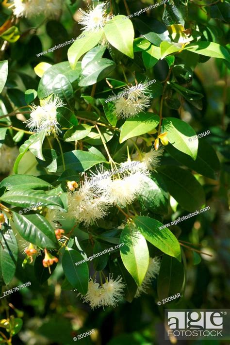 Sycygium Paniculatum Syn Eugenia Paniculata Australische Kirschmyrte