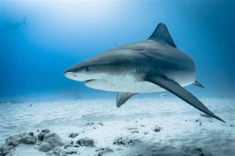 ¿What we know about Bull sharks Carcharhinus leucas? Eco Tours Adventure