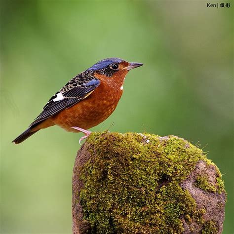 A Small Bird Perched On Top Of A Moss Covered Rock