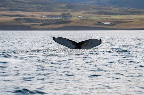 Premium Photo Humpback Whale In Icelandic Fjords