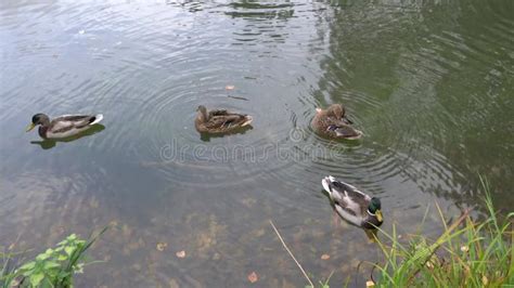 Nadar en patos salvajes almacen de video Vídeo de charca 198075521