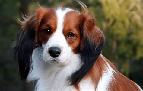 Rare Dog Breeds You've Never Heard Of - Simplemost