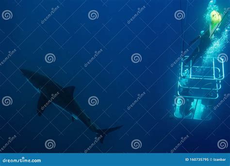 Divers in a Cage with Great White Shark Underwater Stock Image - Image ...