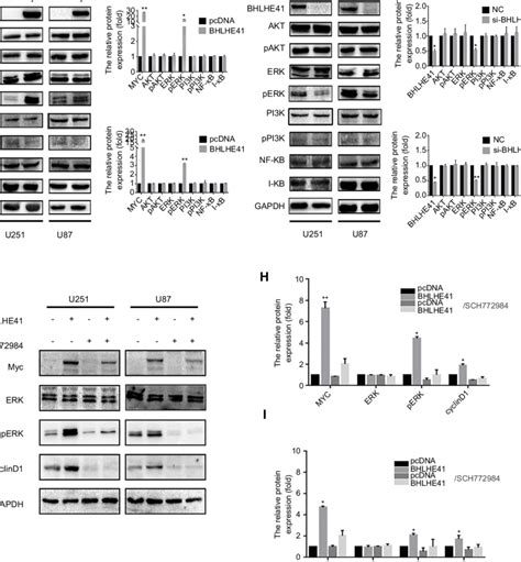 Bhlhe Promotes Cell Proliferation Through The Erk Cyclind Pathway