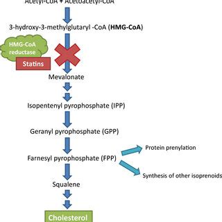 Mechanism of action of statins on the mevalonate pathway. Adapted from... | Download Scientific ...