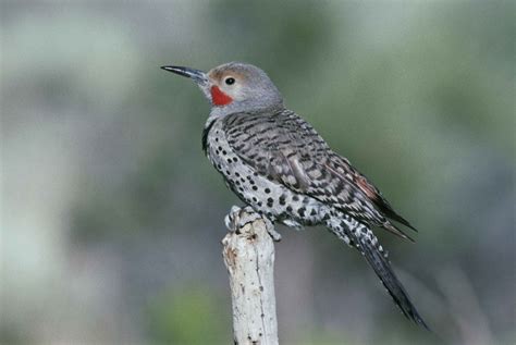 Red Shafted Northern Flicker Field Guide Pictures Habitat Info