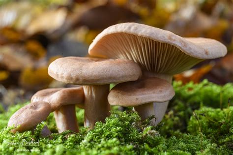 Photographier Les Champignons Photos De La Baie De Somme Et De La