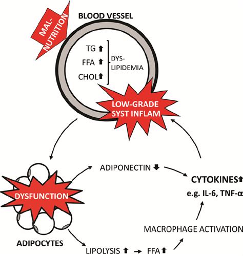 Propagation Of Low Grade Systemic Inflammation From Adipose Tissues