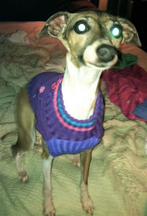 I Seriously Think My Italian Greyhound Looks Like Dobby From Harry Potter Dobby Harry Potter