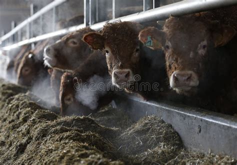 White and Brown Cows in a Dairy Cow Farm Stock Photo - Image of white ...