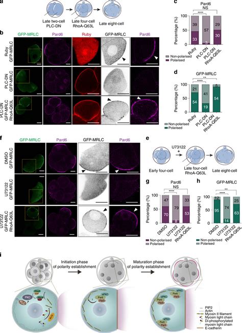 Rhoa Mediates Mrlc And Pard Cortical Polarisation Downstream Of