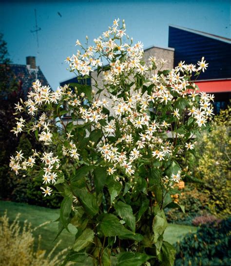 Aster Cordifolius Silver Spray P9 Cm