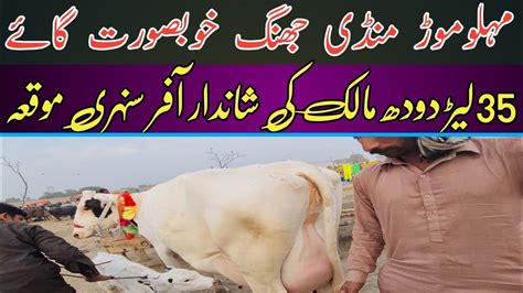 Malumor Mandi Jhang Rates Update Fresh Update Cows Malumormandi