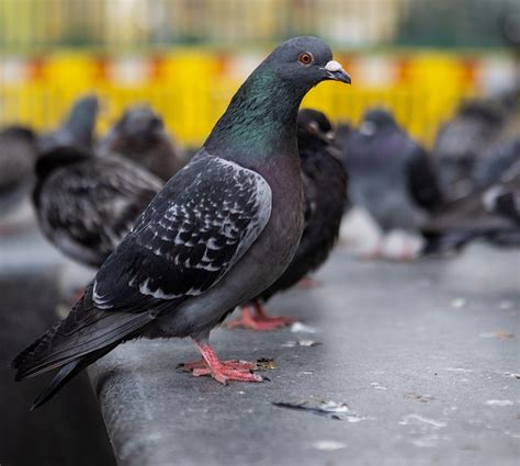 Merpati Liar Kayu Burung Foto Gratis Di Pixabay Pixabay