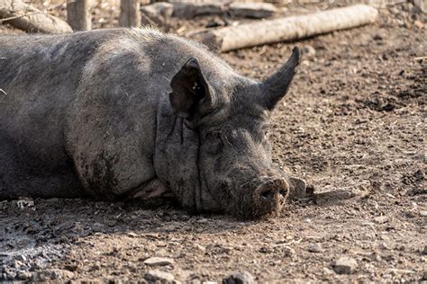 MÉXICO DESTACA SU POSICIÓN COMO PRODUCTOR DE CARNE DE CERDO EN AMÉRICA