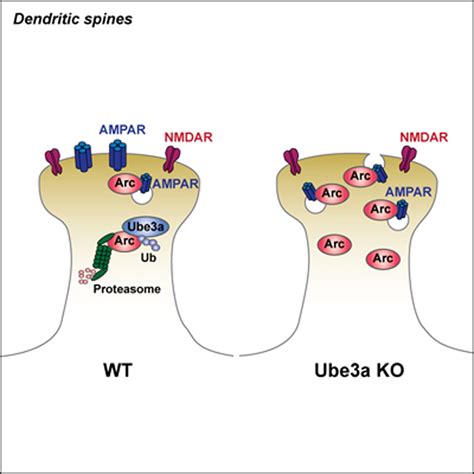 The Angelman Syndrome Protein Ube3A Regulates Synapse Development By