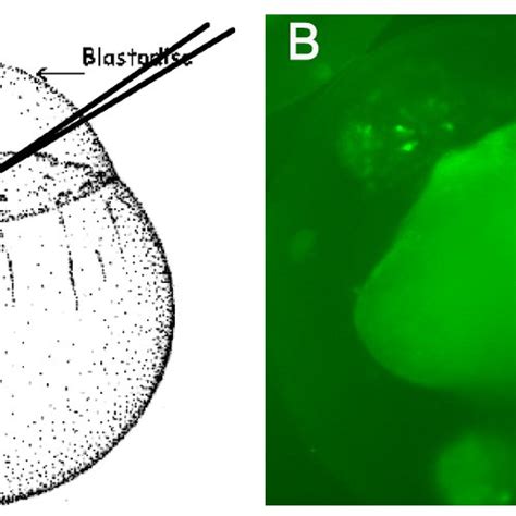 Transient Expression Of Per3 D2GFP In Injected Fish A Microinjection