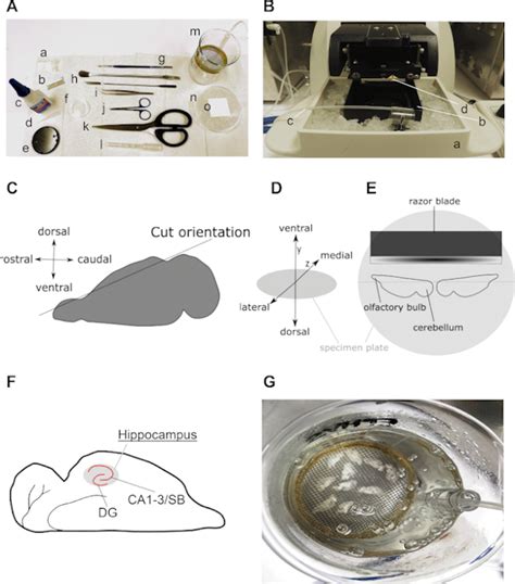 Horizontal Hippocampal Slices Of The Mouse Brain Scientific Article