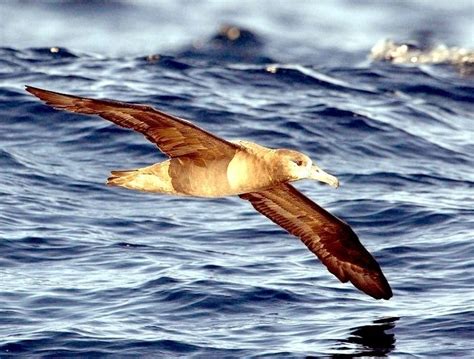 Black-footed Albatross – "OCEAN TREASURES" Memorial Library