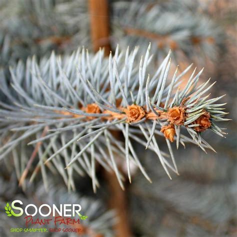 Blue Diamond Colorado Blue Spruce Sooner Plant Farm