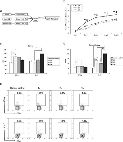 Effector Memory T Cells Tm From Chronic Dry Eye Disease Ded Mice Download Scientific