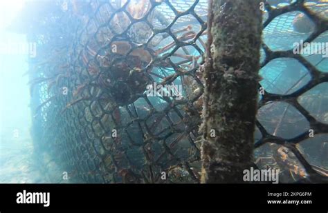 Live Wild Caught Spiny Lobsters Trap Underwater Caribbean Sea Crawl In