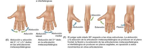 Perd Mi Camino Gimnasta Tom Audreath Terminos De Movimiento Anatomia