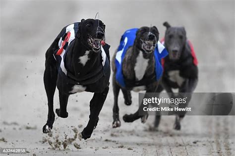 Hove Greyhound Photos and Premium High Res Pictures - Getty Images