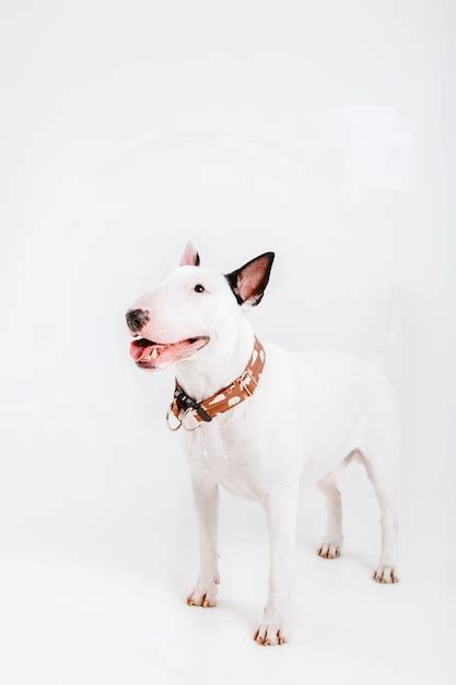 Un Perro Con Un Collar Que Dice Bull Terrier Foto Premium