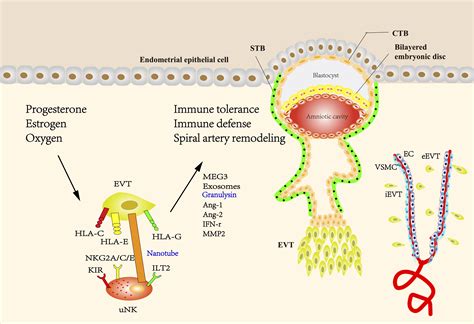 Frontiers The Role Of Extravillous Trophoblasts And Uterine Nk Cells