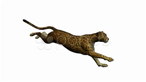 Cheetah Running Animation N2 free image download