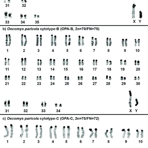 Idiograms Of Karyotypic Differences In The Haploid Contents Of O