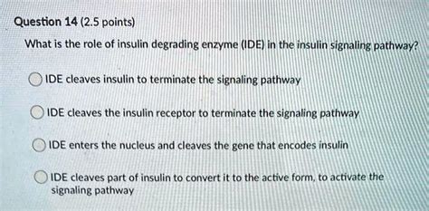 Solved Question 14 25 Points What Is The Role Of Insulin Degrading