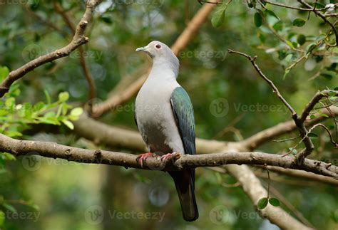 Green Imperial Pigeon Ducula Aenea Stock Photo At Vecteezy