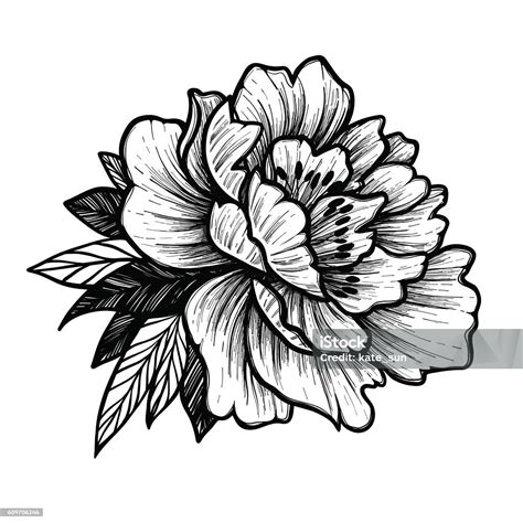 Hand Drawn Vector Illustration Peony Flower Floral Tattoo Stock Vector