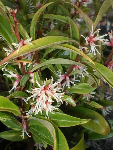 Sarcococca Hookeriana Var Digyna Factsheets Provender Nurseries